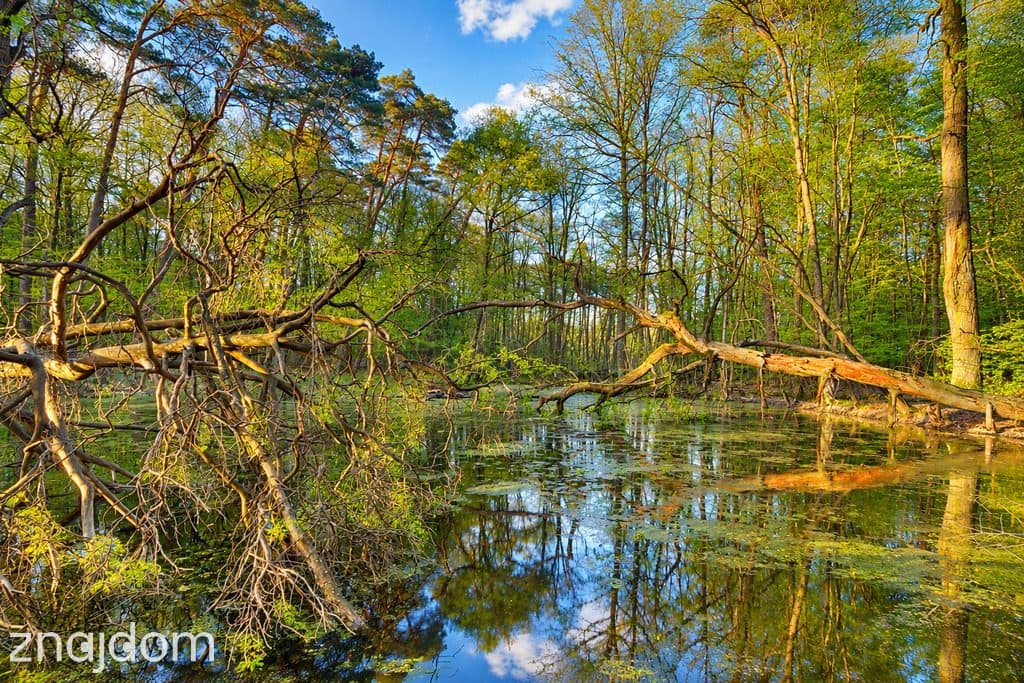 Działka budowlana 900 m², asfalt, Mariew - zdjęcie 12
