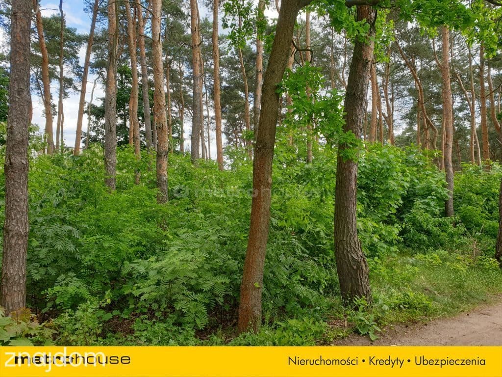 Budowlana działka leśna w Międzylesiu - zdjęcie 2