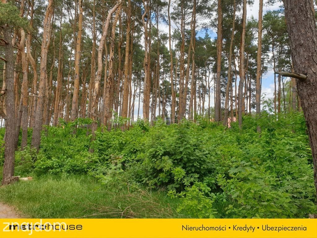 Leśna działka budowlana w Międzylesiu - zdjęcie 3