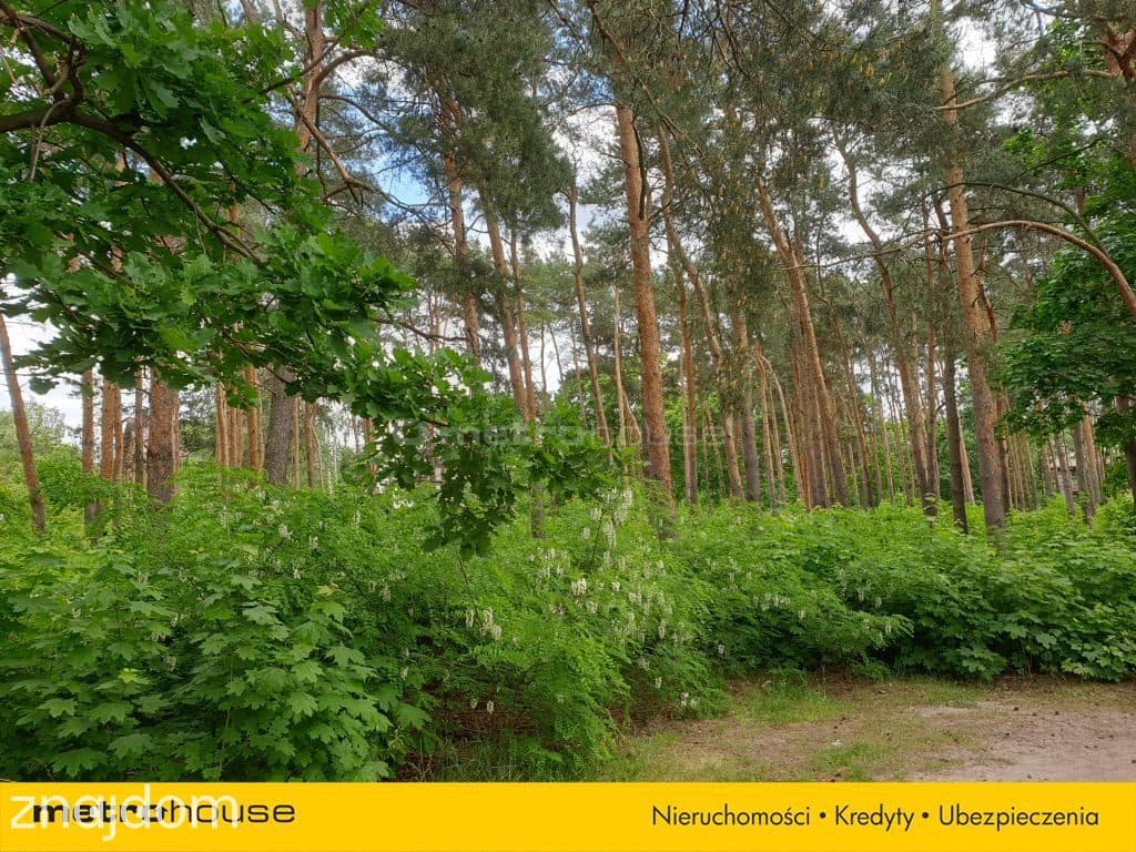Działka budowlana z drzewami w Międzylesiu - zdjęcie 3