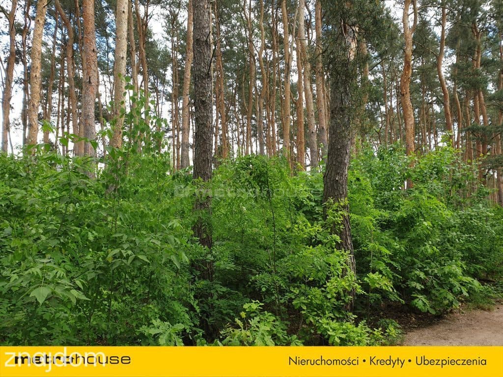 Działka budowlana z drzewami w Międzylesiu - zdjęcie 5