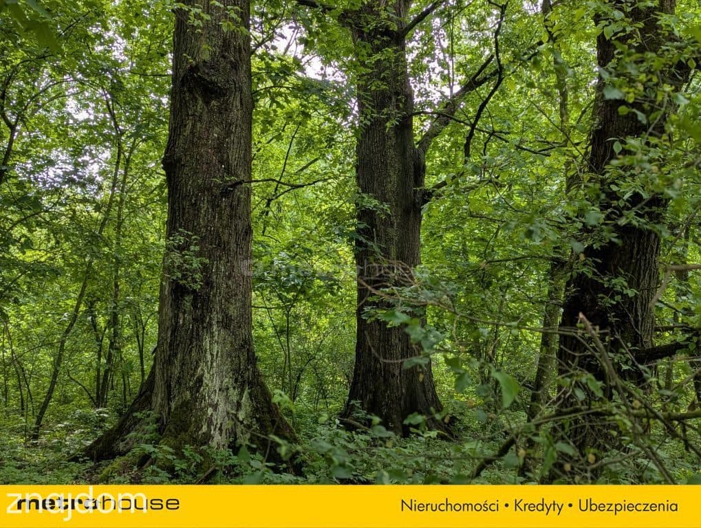 Zabytkowy Park Pałacowy/Dworski z XIX w. - 7.27ha - zdjęcie 3