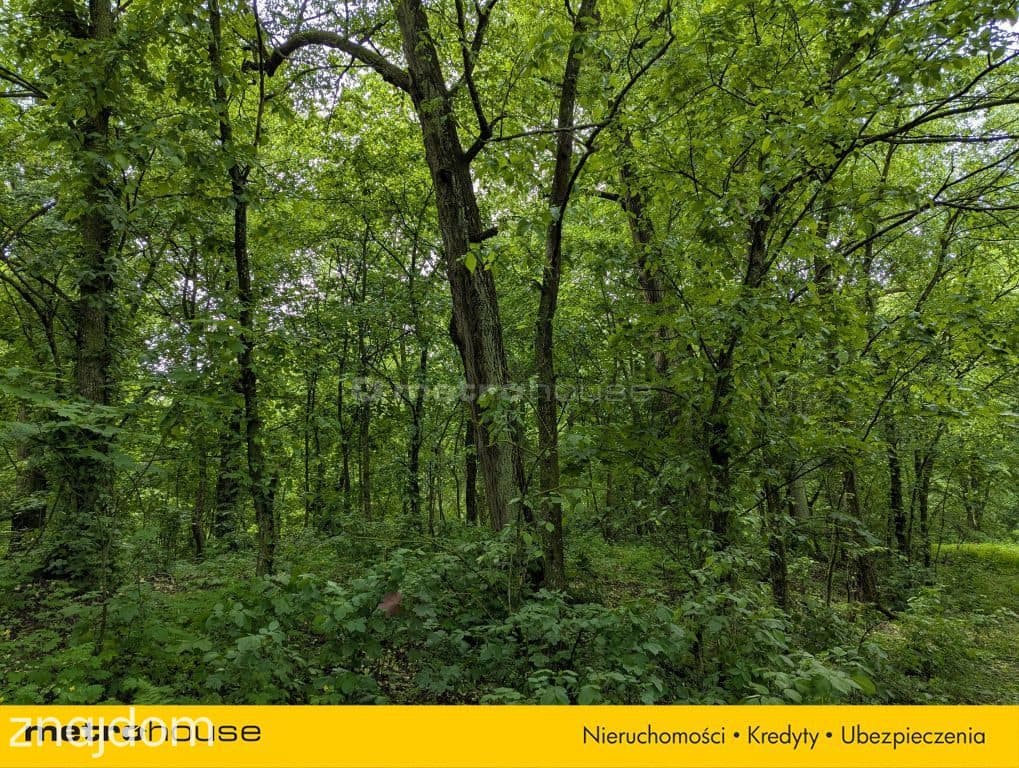 Zabytkowy Park Pałacowy/Dworski z XIX w. - 7.27ha - zdjęcie 7