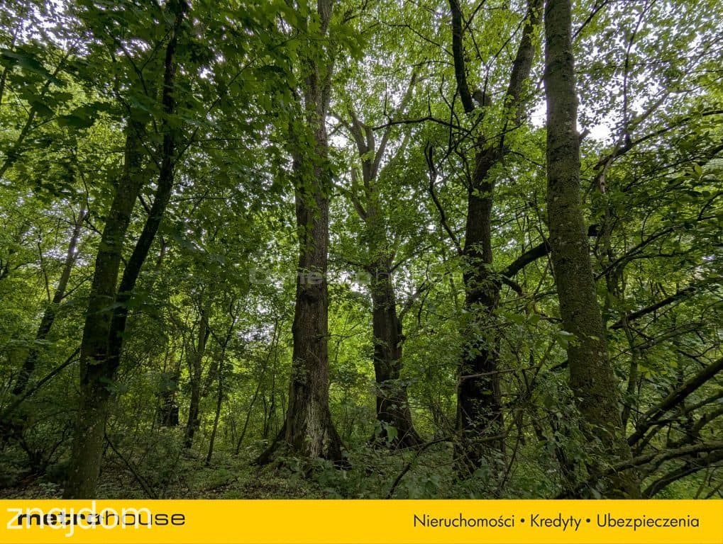 Zabytkowy Park Pałacowy/Dworski z XIX w. - 7.27ha - zdjęcie 8