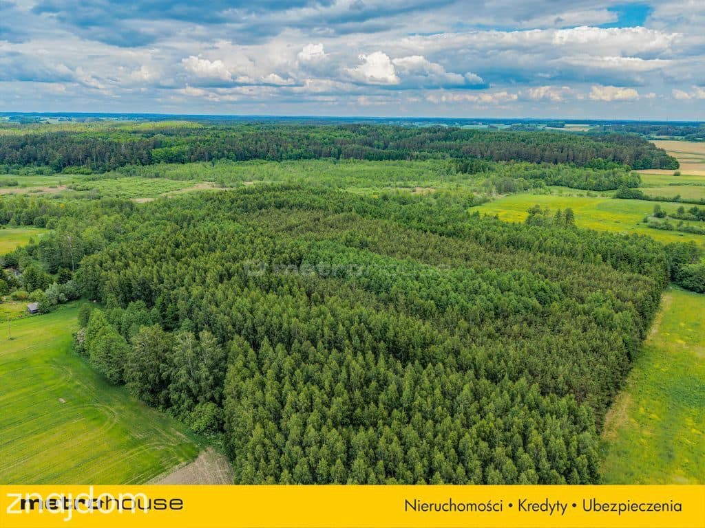 Las inwestycyjny 9,5 ha 770 m³ drewna - zdjęcie 10