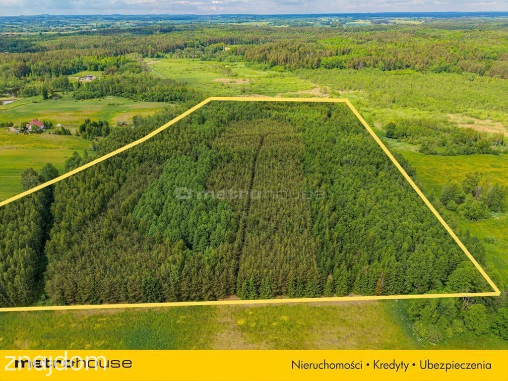 Las inwestycyjny 9,5 ha 770 m³ drewna - zdjęcie 2