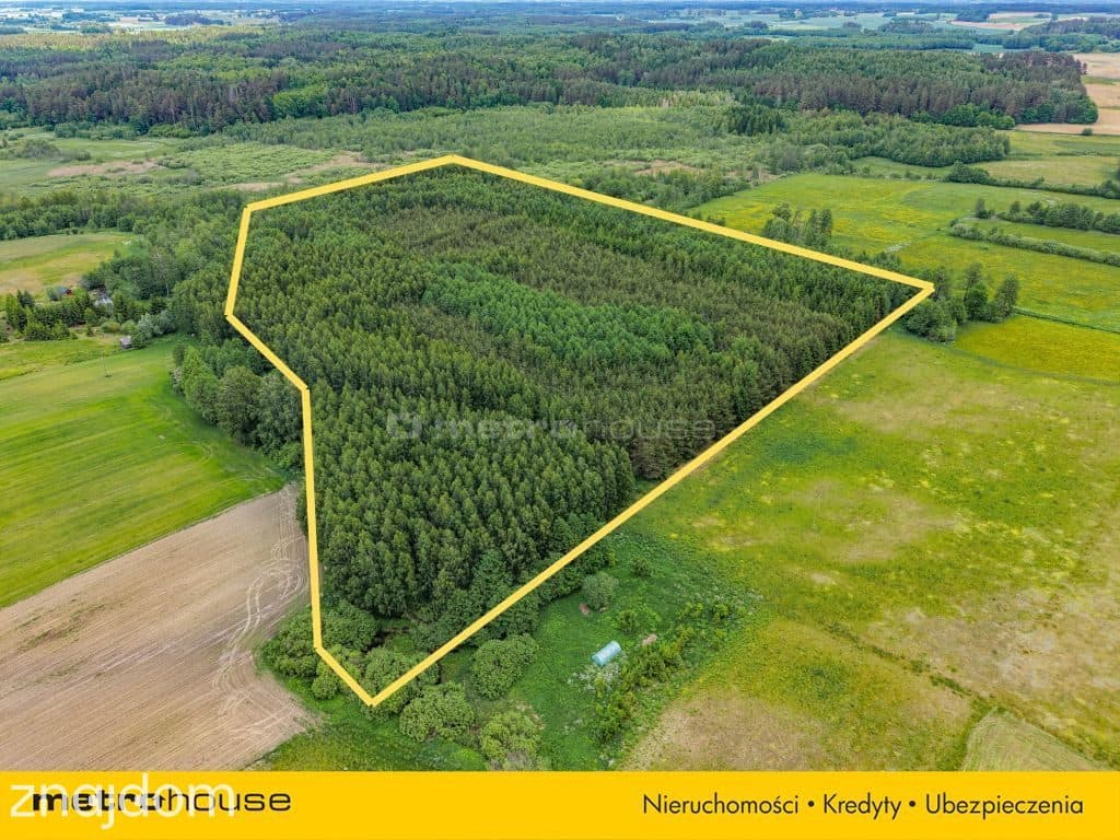 Las inwestycyjny 9,5 ha 770 m³ drewna - zdjęcie 3