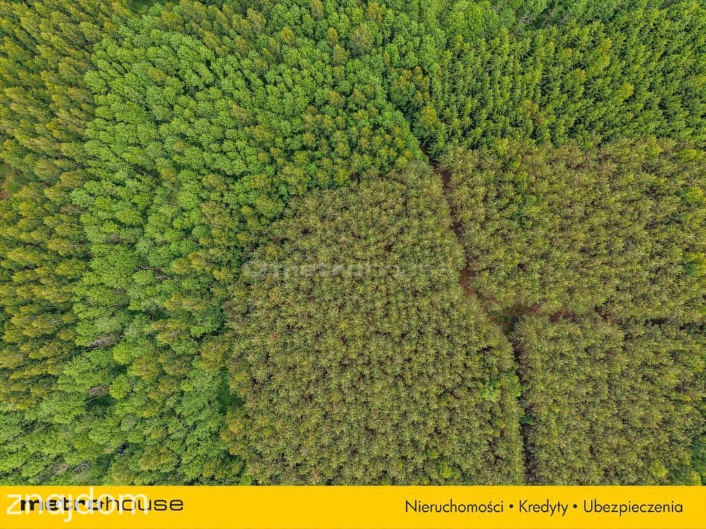 Las inwestycyjny 9,5 ha 770 m³ drewna - zdjęcie 6