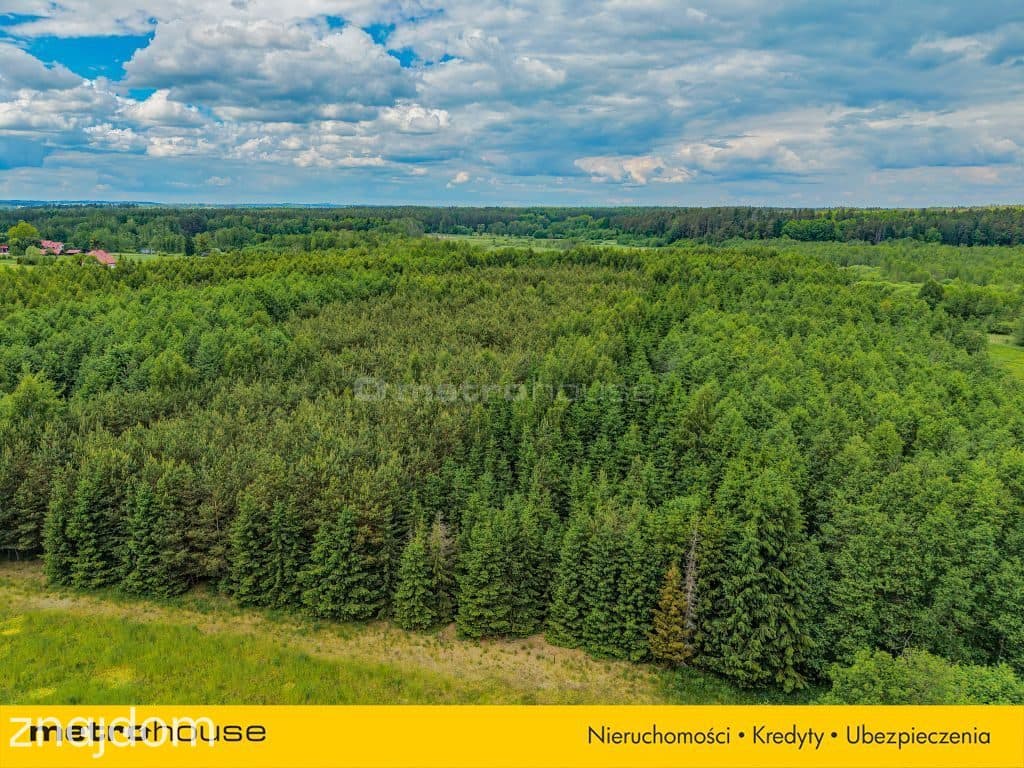 Las inwestycyjny 9,5 ha 770 m³ drewna - zdjęcie 9