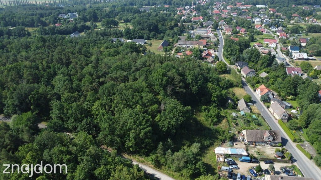 Myślisz, że 60 zł/m2 za las to oszustwo? - zdjęcie 12