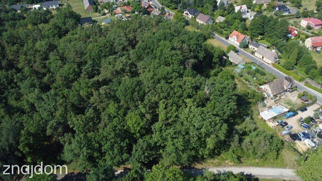 Myślisz, że 60 zł/m2 za las to oszustwo? - zdjęcie 11