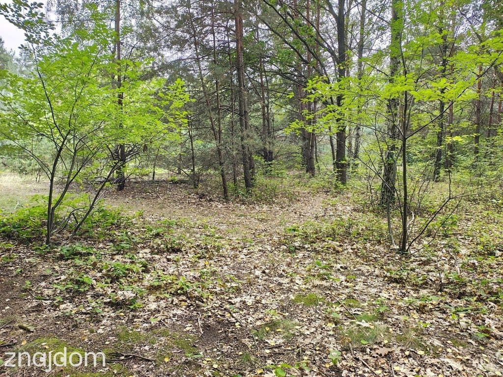 Działka 2442m2 w Sokolnikach-Lesie 150zł/m2