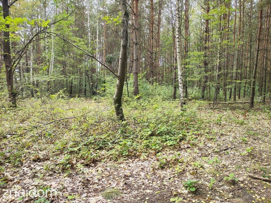 Działka 2442m2 w Sokolnikach-Lesie 150zł/m2 - zdjęcie 2