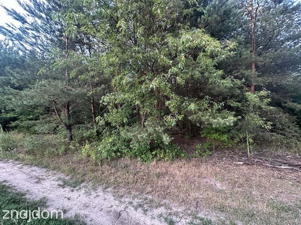 Rosanów, działka 3050m2, z ogromnym potencjałem. - zdjęcie 3