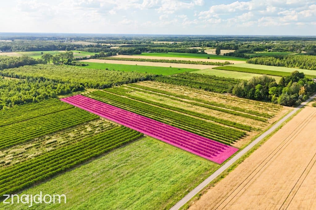 Przepiękna działka budowlana 5955m2 z WZ - OKAZJA! - zdjęcie 5
