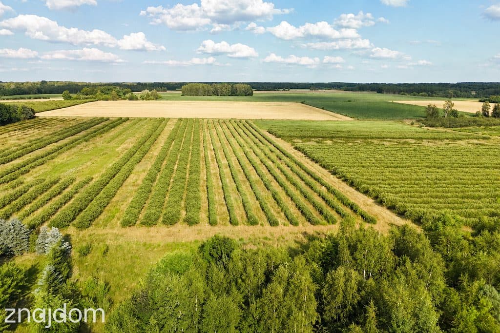Przepiękna działka budowlana 5955m2 z WZ - OKAZJA! - zdjęcie 10