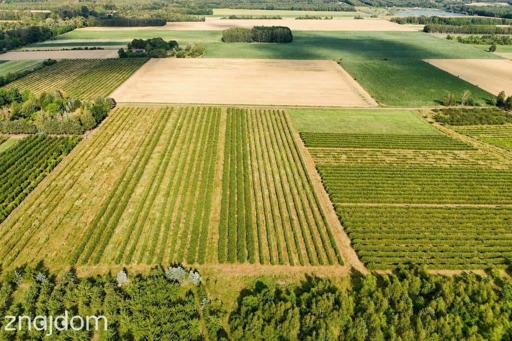 Przepiękna działka budowlana 5955m2 z WZ - OKAZJA! - zdjęcie 11