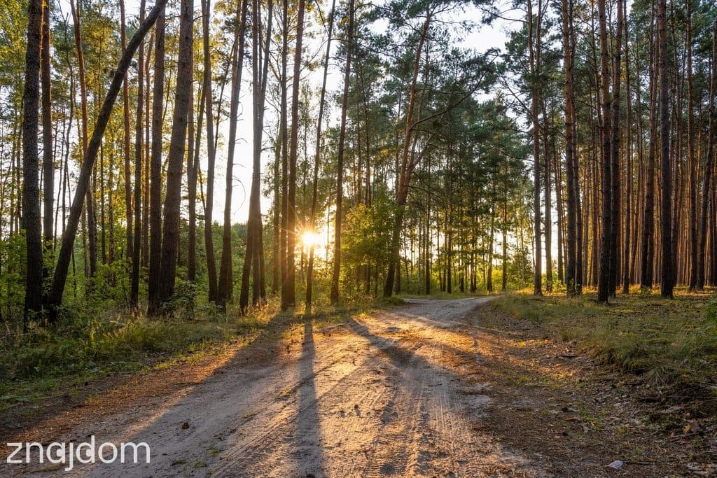 Widok na las, 5 min od miasta - zdjęcie 3