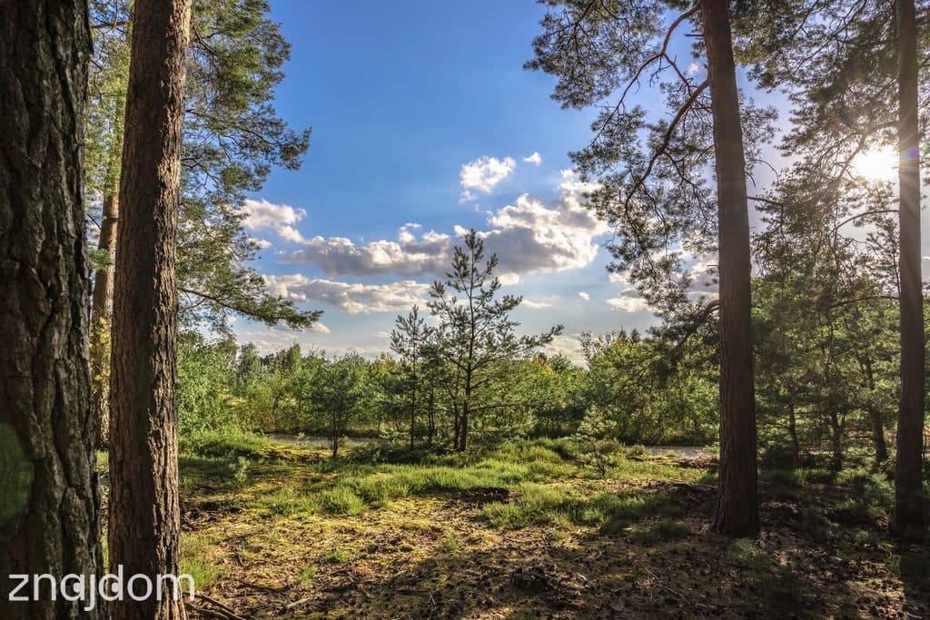Widok na las, 5 min od miasta - zdjęcie 5