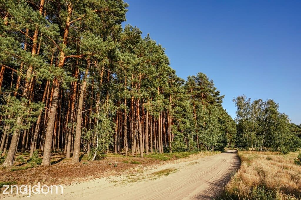 Widok na las, 5 min od miasta - zdjęcie 7