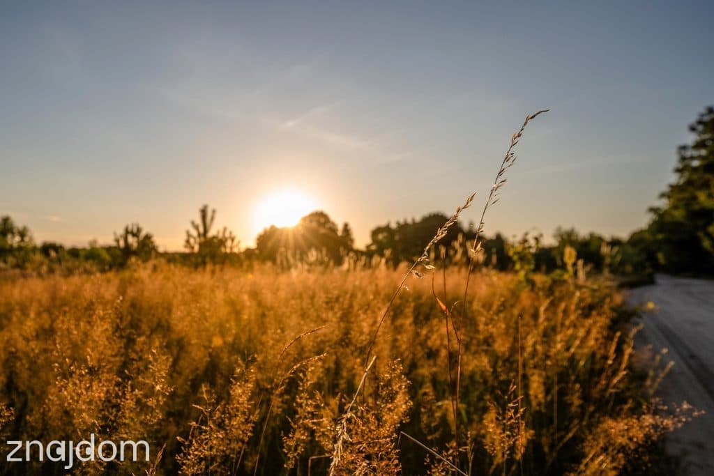 Widok na las, 5 min od miasta - zdjęcie 11