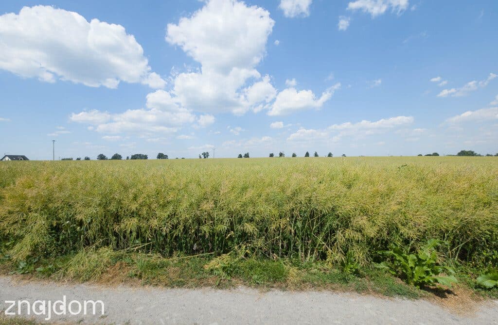 Działka 1140 m² Przeworsk ul. Korczaka – MPZP - zdjęcie 11