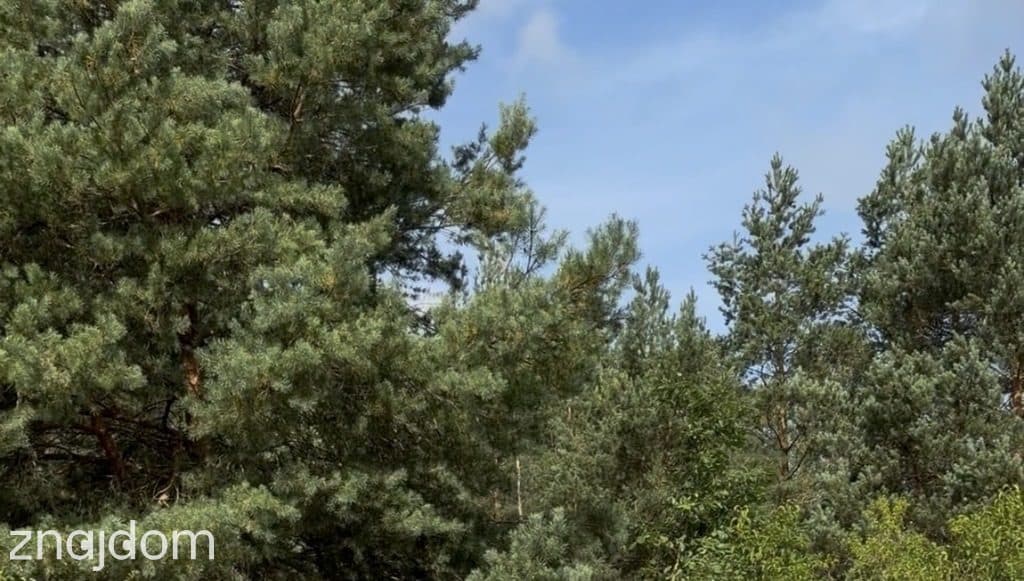 Działka z panoramą. Stwórz tu rezydencję - zdjęcie 7