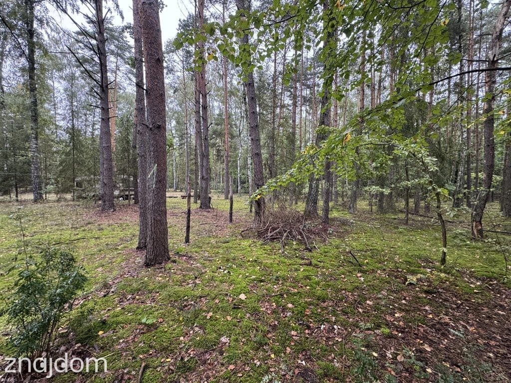 Twoje prywatne grzyby Działka 1993 m² Nowy Adamów - zdjęcie 5