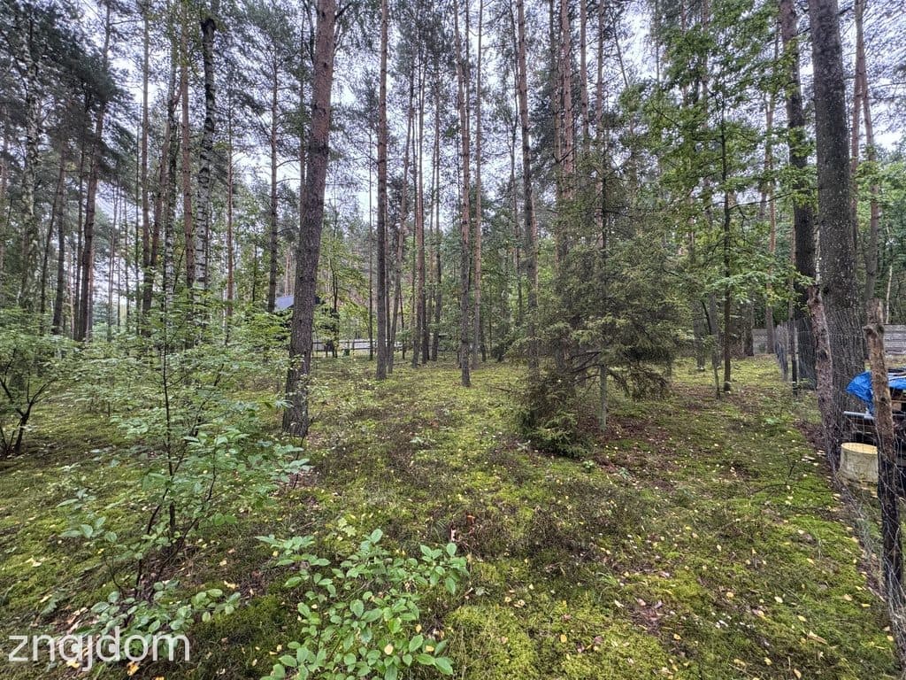 Twoje prywatne grzyby Działka 1993 m² Nowy Adamów - zdjęcie 6