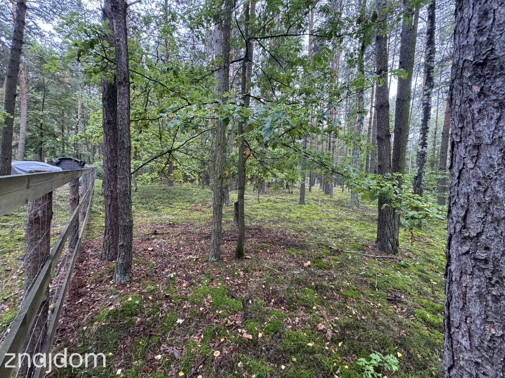 Twoje prywatne grzyby Działka 1993 m² Nowy Adamów - zdjęcie 7