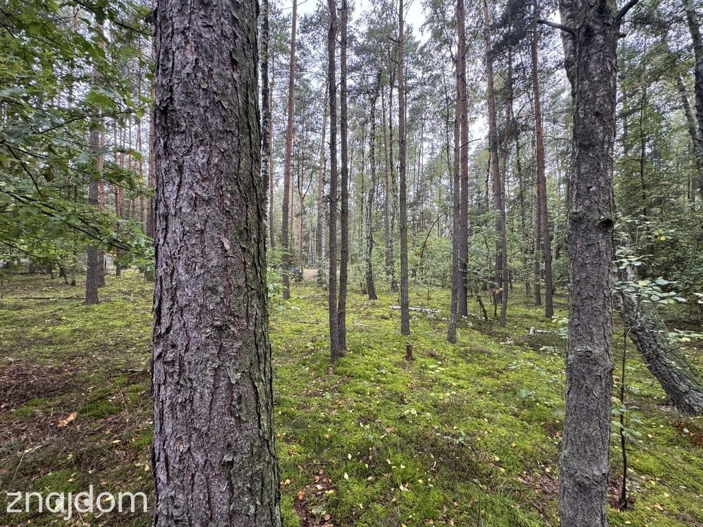 Twoje prywatne grzyby Działka 1993 m² Nowy Adamów - zdjęcie 9