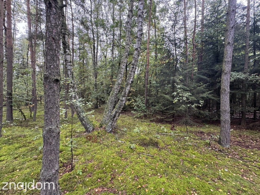Twoje prywatne grzyby Działka 1993 m² Nowy Adamów - zdjęcie 10
