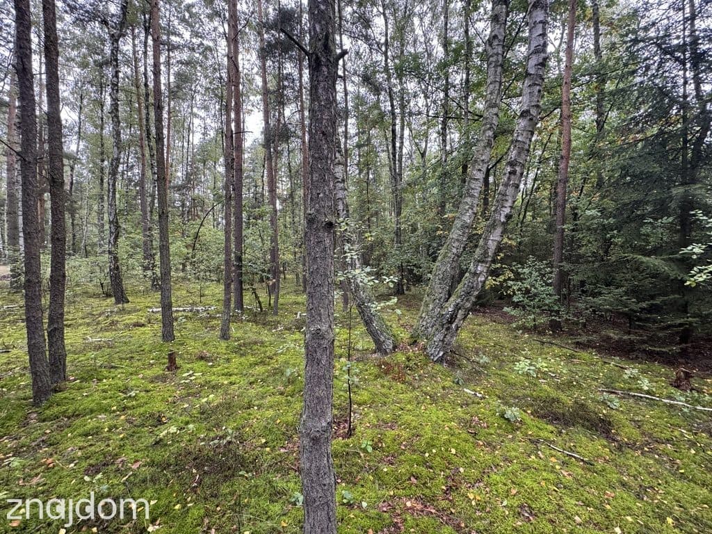 Twoje prywatne grzyby Działka 1993 m² Nowy Adamów - zdjęcie 11
