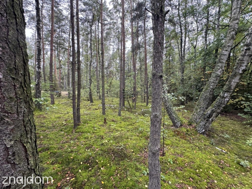 Twoje prywatne grzyby Działka 1993 m² Nowy Adamów - zdjęcie 12