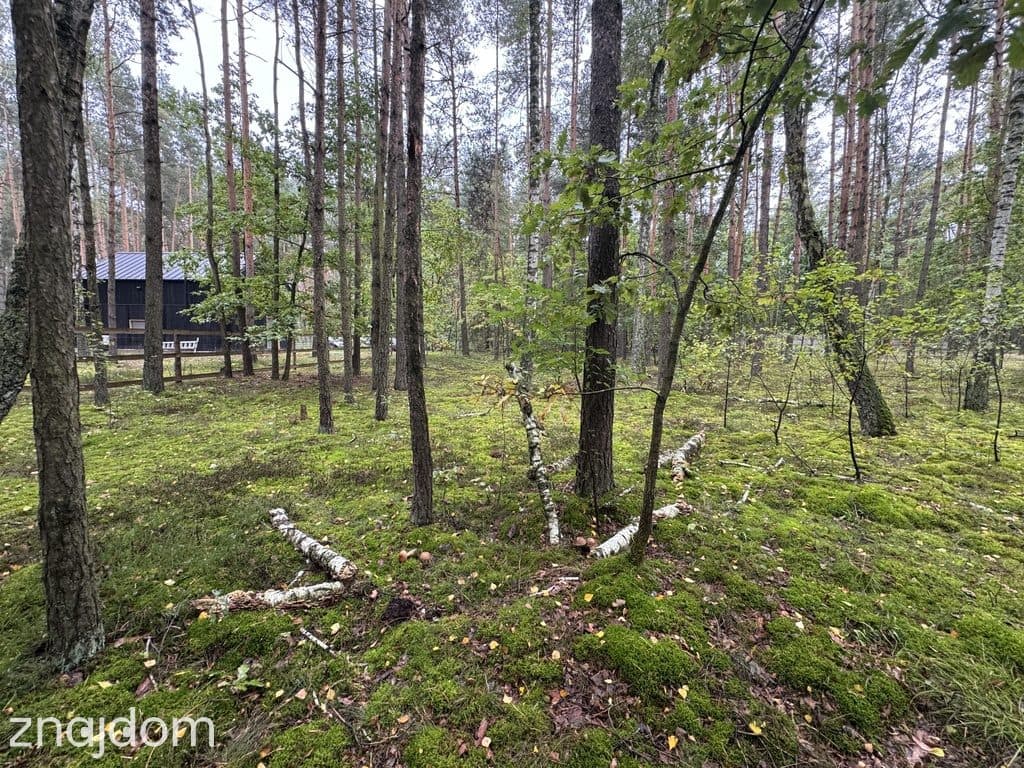 Twoje prywatne grzyby Działka 1993 m² Nowy Adamów - zdjęcie 13