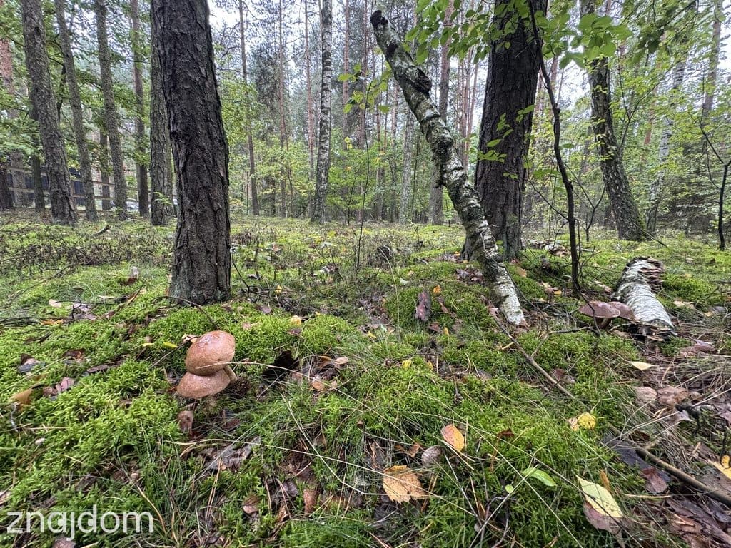 Twoje prywatne grzyby Działka 1993 m² Nowy Adamów