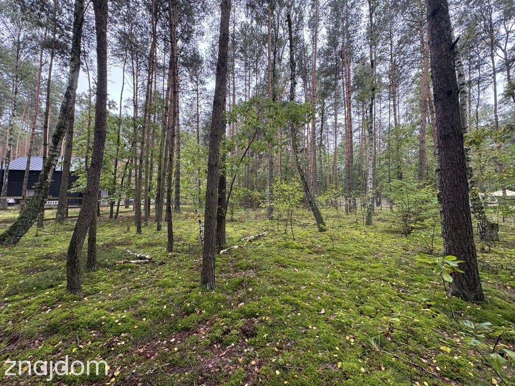 Twoje prywatne grzyby Działka 1993 m² Nowy Adamów - zdjęcie 14