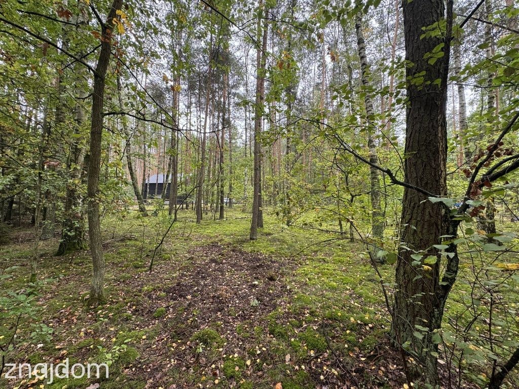 Twoje prywatne grzyby Działka 1993 m² Nowy Adamów - zdjęcie 15