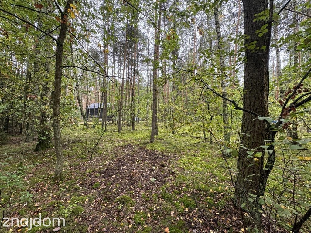 Twoje prywatne grzyby Działka 1993 m² Nowy Adamów - zdjęcie 16