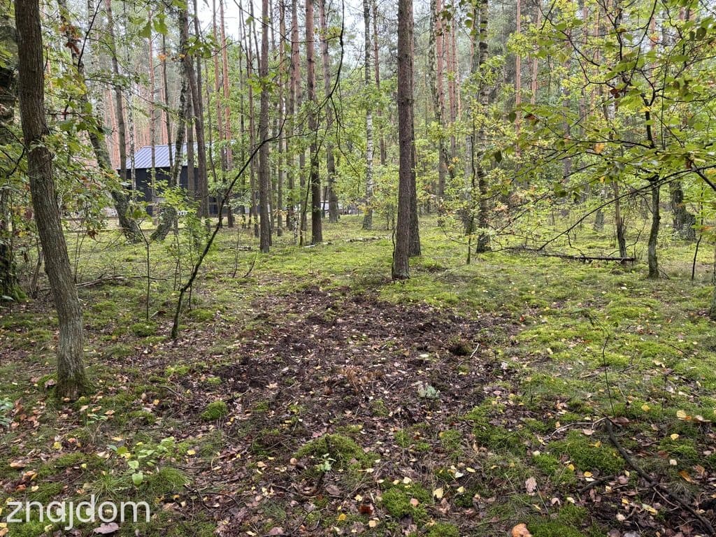 Twoje prywatne grzyby Działka 1993 m² Nowy Adamów - zdjęcie 18