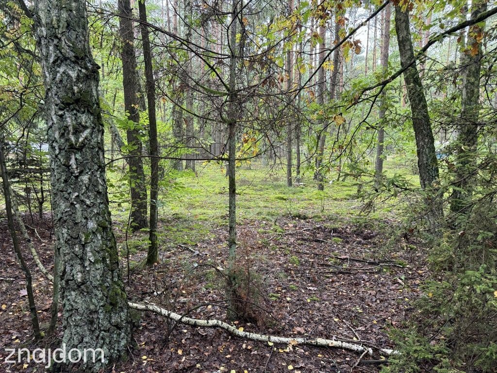 Twoje prywatne grzyby Działka 1993 m² Nowy Adamów - zdjęcie 19