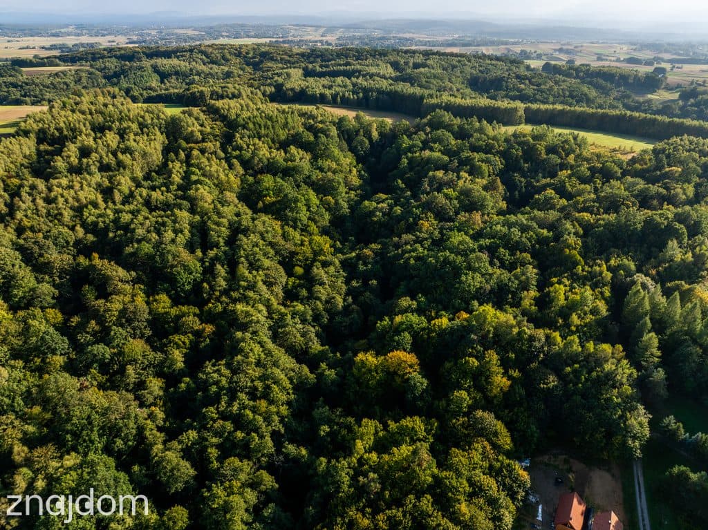 LAS Z POTENCJAŁEM – 1,4028 HA W NIEPLI POD JASŁEM - zdjęcie 7
