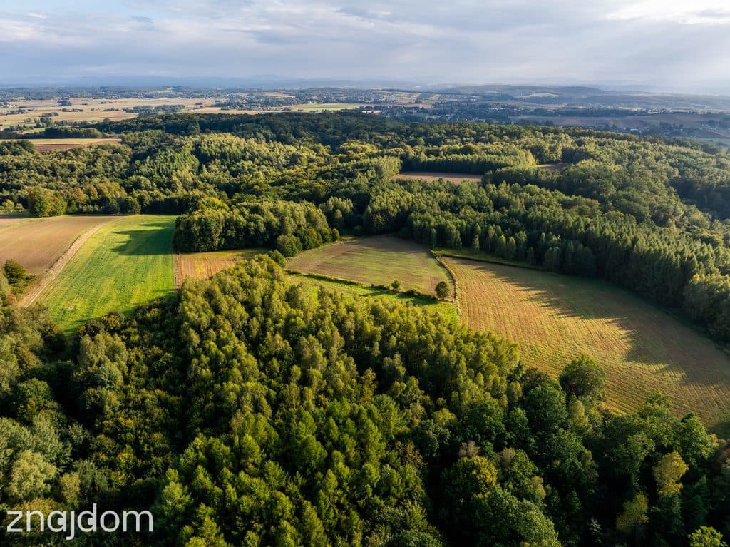 LAS Z POTENCJAŁEM – 1,4028 HA W NIEPLI POD JASŁEM - zdjęcie 6