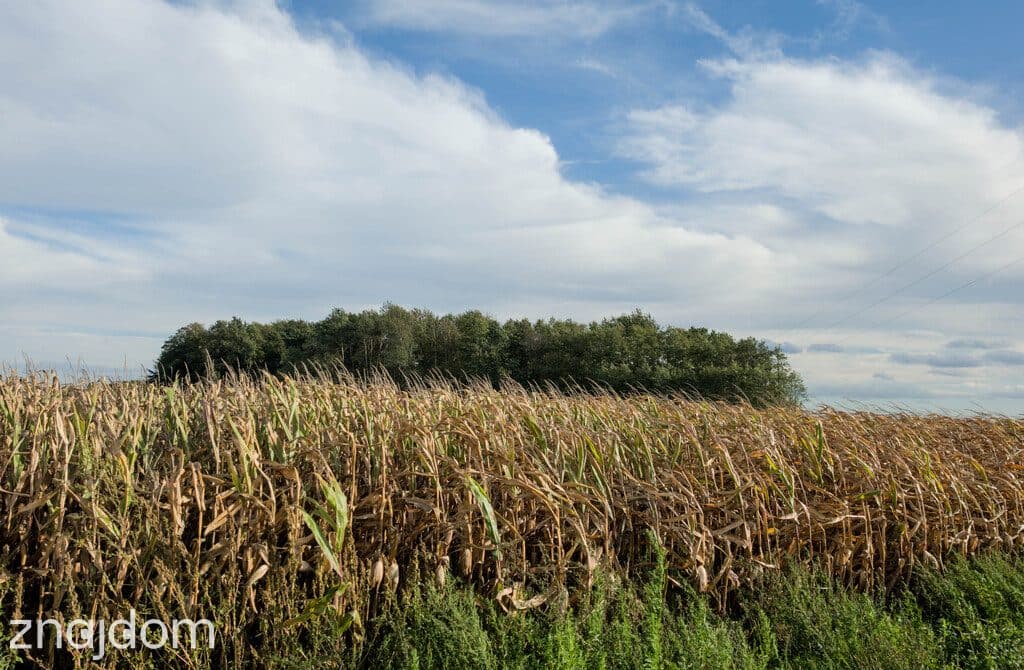Buduj od razu! Działka 1001 m² WZ, Jagiełła - zdjęcie 5