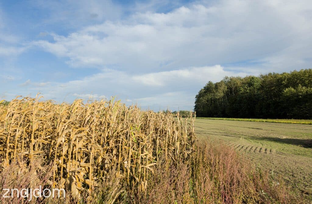 Buduj od razu! Działka 1001 m² WZ, Jagiełła - zdjęcie 9