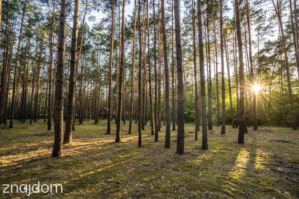 Twój kawałek lasu nad jeziorem Wieleńskim MPZP! - zdjęcie 5