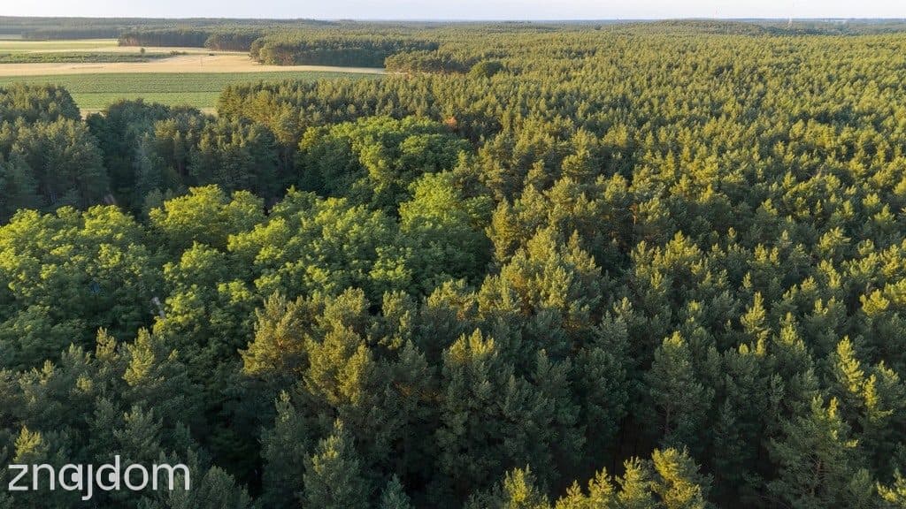 Twój kawałek lasu nad jeziorem Wieleńskim MPZP! - zdjęcie 9