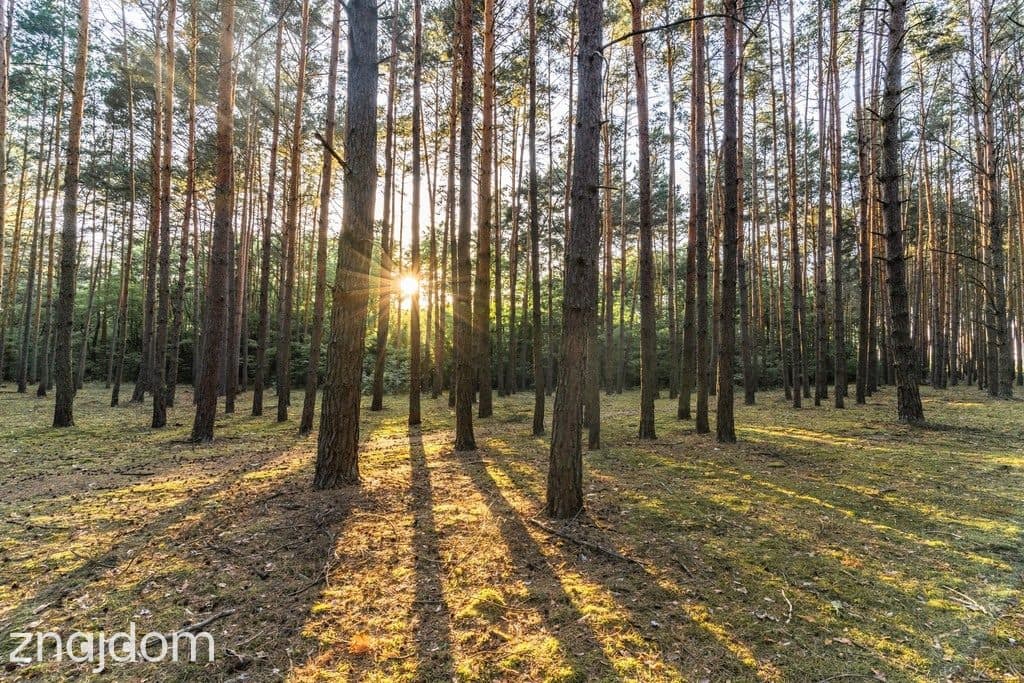 Twój kawałek lasu nad jeziorem Wieleńskim MPZP! - zdjęcie 12