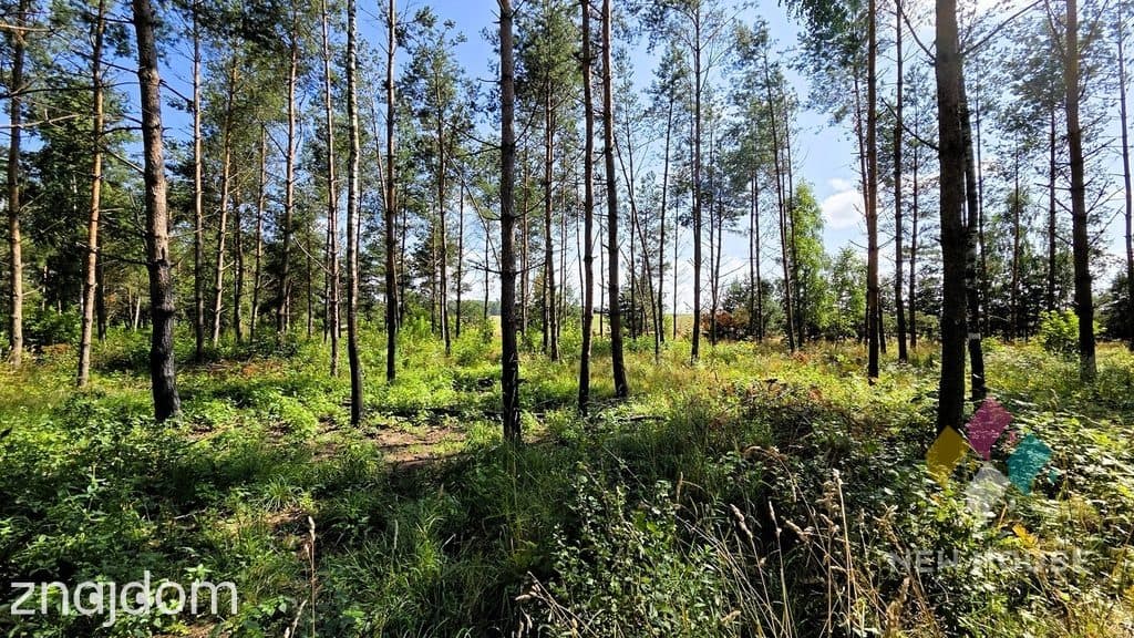 Zadrzewiona działka z WZ pod dom, jezioro, las - zdjęcie 4