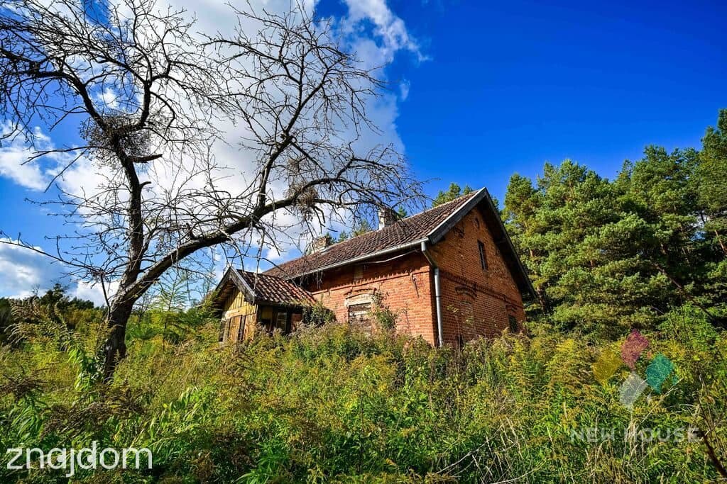 Dłużki, siedlisko nad jez. Dłużek - zdjęcie 8